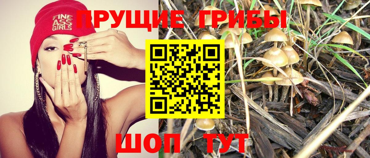 Галлюциногенные грибы Psilocybe  Вход с VPN  Мытищи  Псилоцибиновые грибы прущие грибы 
